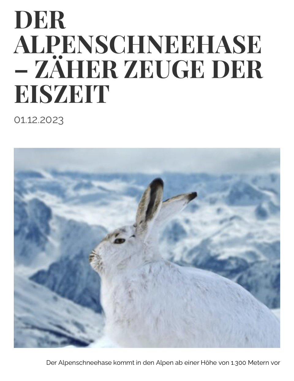 Paulas Artikel “Der Alpenschneehase” ist online